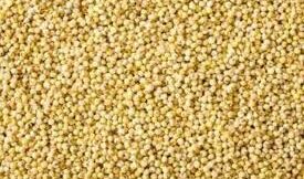 kg - Samelu(సామేలు)