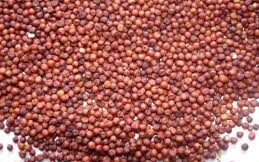 Kg - Finger Millets(రాగులు )