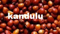 Kg - kandulu (కందులు)