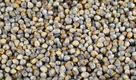 Kg - pearl millets (సజ్జలు)